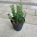 【ローズマリー】【スタイリッシュなブラック鉢】 ハーブ おしゃれ鉢 鉢植え 癒し 美容 健康 アロマ アンチエイジング スパイス お料理 耐寒性 耐暑性 寒さに...