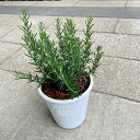 【ローズマリー】【ナチュラルスタイル鉢】 ハーブ おしゃれ鉢 鉢植え 癒し 美容 健康 アロマ アンチエイジング スパイス お料理 耐寒性 耐暑性 寒さに強い ...