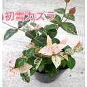 商品画像3