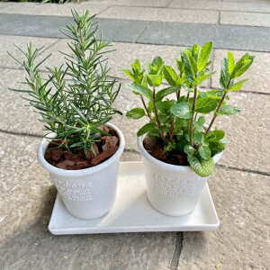 【選べるハーブ苗ツインセット】受け皿付き 寄せ植え 鉢植え 苗 ハーブ キッチン おうち時間を楽しもう スパイスハーブ 香りづけ ひと手間 料理 飲用 園芸 装飾ナチュラル インテリア 美容 健康 家庭菜園 プレゼント ギフト 贈り物 ハーブ生活 母の日 夏