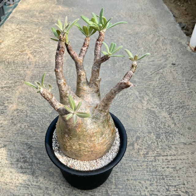 【Pachypodium パキポディウム グラキリス】5号鉢 サボテン 多肉植物 希少 珍奇植物 レア 珍品 珍しい インテリア 観葉植物 グリーン 人気 おうち時間 プレゼント ギフト おしゃれのサムネイル