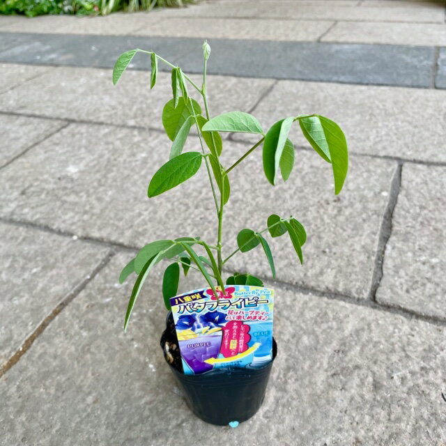 【八重咲き バタフライピー】3号ポット苗 苗 花苗 美容効果 エイジングケア アントシアニン ハーブティー グリーンカーテン 清涼 映えドリンク 青い花 ツル性 日当たり エディフルフラワー 非耐寒性 おしゃれドリンク ハーブ インスタ映えのサムネイル