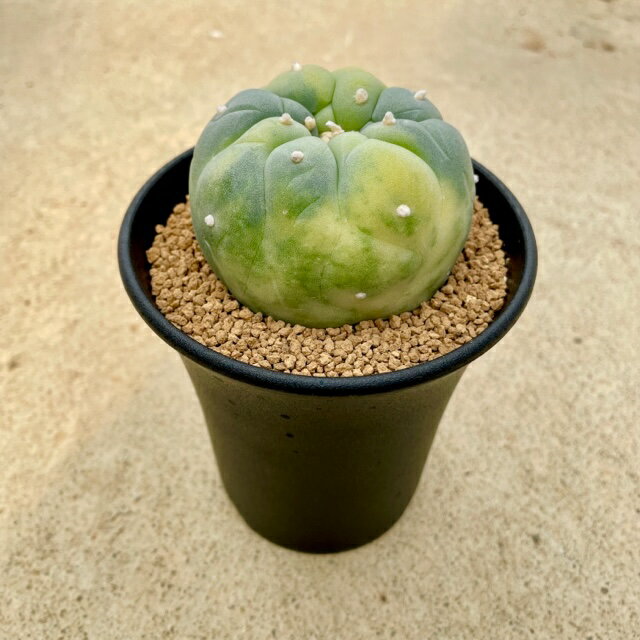 Lophophora եե 䴧̶ӡʼ¡ˡ2.5ȭ ܥƥ ¿ʪ  ʪ 쥢   ƥꥢ տ...