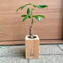 【木製花器セット パキラ 】ナチュラル 木製花器 観葉植物 インテリアグリーン インテリア 鑑賞用 おしゃれ プレゼント ギフト 小さいサイズ 卓上サイズ ハイドロボール ハイドロカルチャー ハイドロ 開店祝い 移転祝い 新築祝い 室内用 取扱説明書付き 育てやすい 丈夫