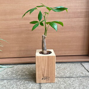 【木製花器セット パキラ 】ナチュラル 木製花器 観葉植物 インテリアグリーン インテリア 鑑賞用 おしゃれ プレゼント ギフト 小さいサイズ 卓上サイズ ハイドロボール ハイドロカルチャー ハイドロ 開店祝い 移転祝い 新築祝い 室内用 取扱説明書付き 育てやすい 丈夫