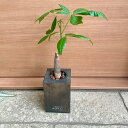 【木製花器セット パキラ 】ブラウン 木製花器 観葉植物 インテリアグリーン インテリア 鑑賞用 おしゃれ プレゼント ギフト 小さいサイズ 卓上サイズ ハイド...