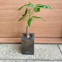 【木製花器セット パキラ 】ブラウン 木製花器 観葉植物 インテリアグリーン インテリア 鑑賞用 おしゃれ プレゼント ギフト 小さいサイズ 卓上サイズ ハイドロボール ハイドロカルチャー ハイドロ 開店祝い 移転祝い 新築祝い 室内用 取扱説明書付き 育てやすい 丈夫