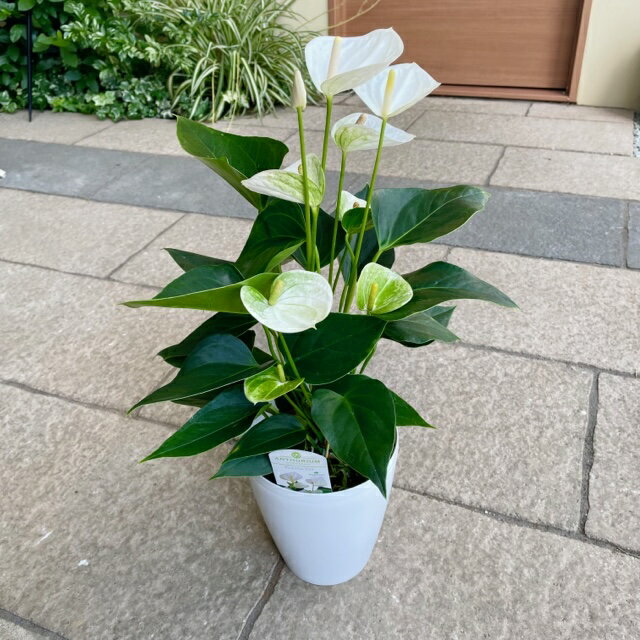 【アンスリューム(白)】5号鉢 観葉植物 アンスリウム 南国風 白 トロピカル 華やか インテリア 室内園芸 風水 恋愛運アップ プレゼント ギフト 贈り物 花言葉「熱心」敬老の日