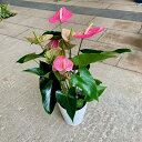 【アンスリューム(ピンク)】5号鉢 観葉植物 アンスリウム 南国風 ピンク トロピカル 華やか インテリア 室内園芸 風水 恋愛運アップ プレゼント ギフト 贈...