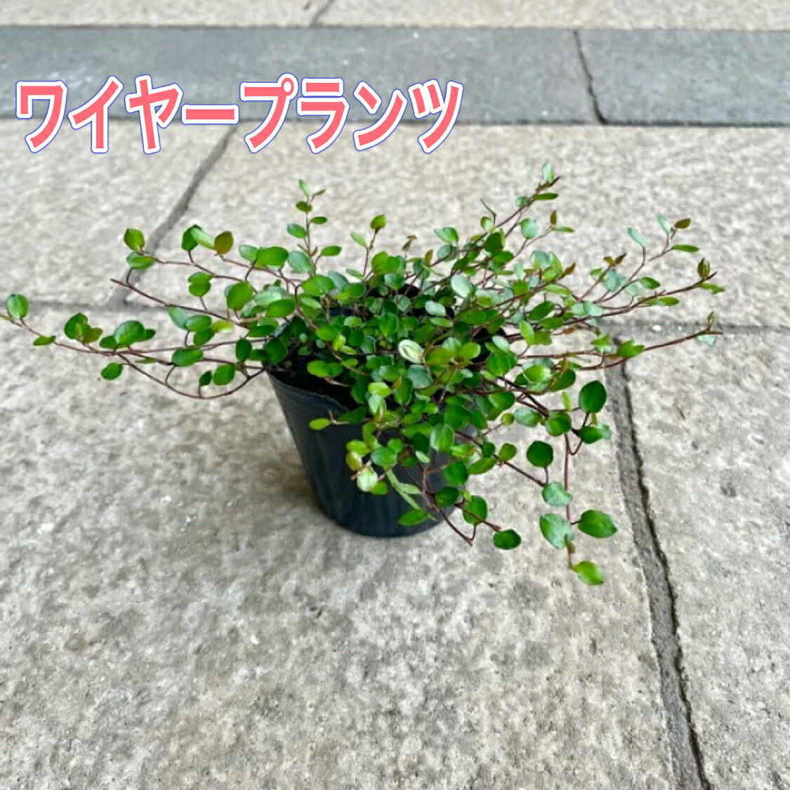 観葉植物