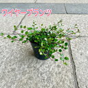 【ワイヤープランツ】【1点から注文可能！】3号ポット苗 グランドカバー 寄せ植え ハンキングバスケット 花壇 ツル状 耐寒性 耐陰性 耐暑性 丈夫 常緑 ツル状