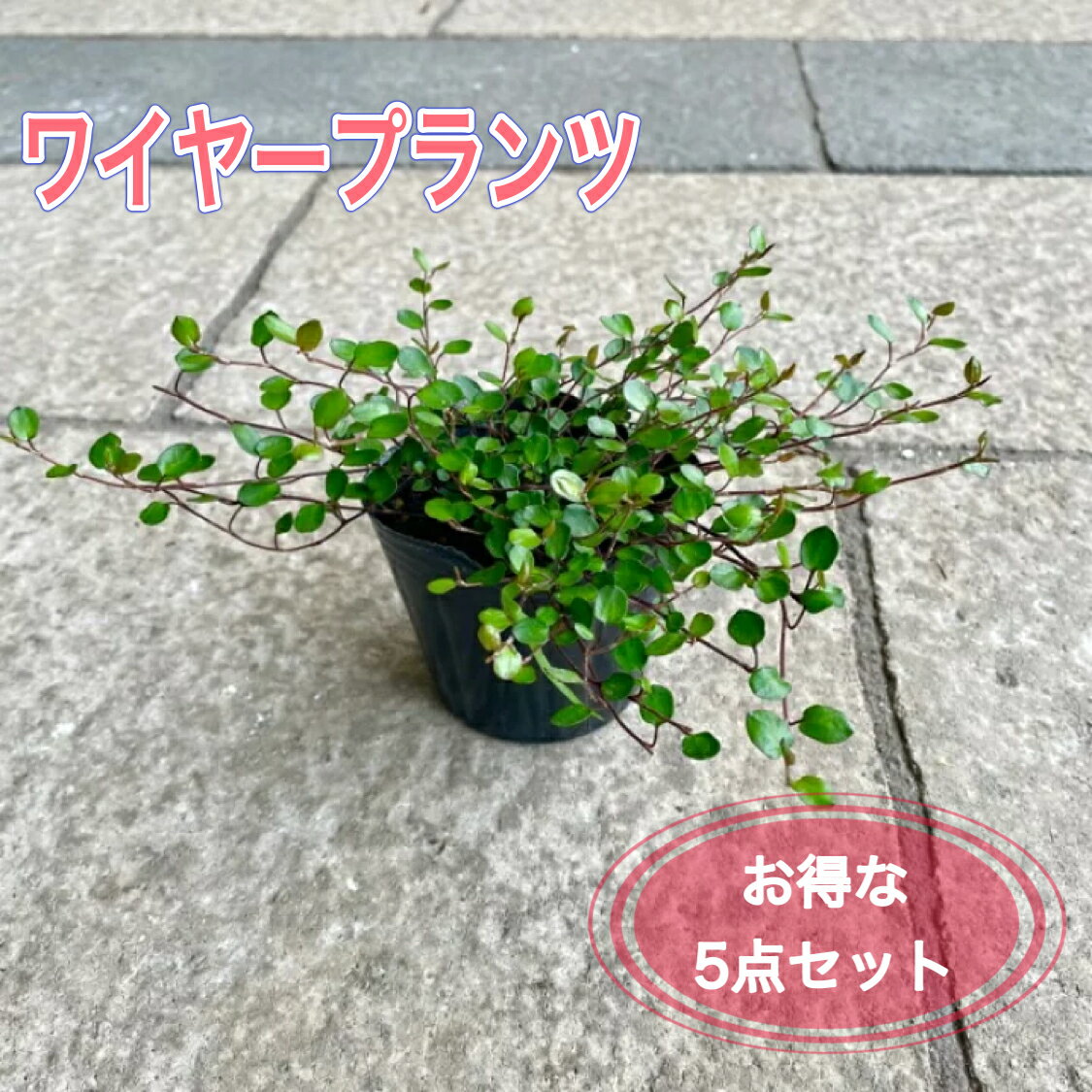 ワイヤープランツ 3号ポット苗 グランドカバー 寄せ植え ハンキングバスケット 花壇 ツル状 耐寒性 耐陰性 耐暑性 丈夫 常緑 ツル状