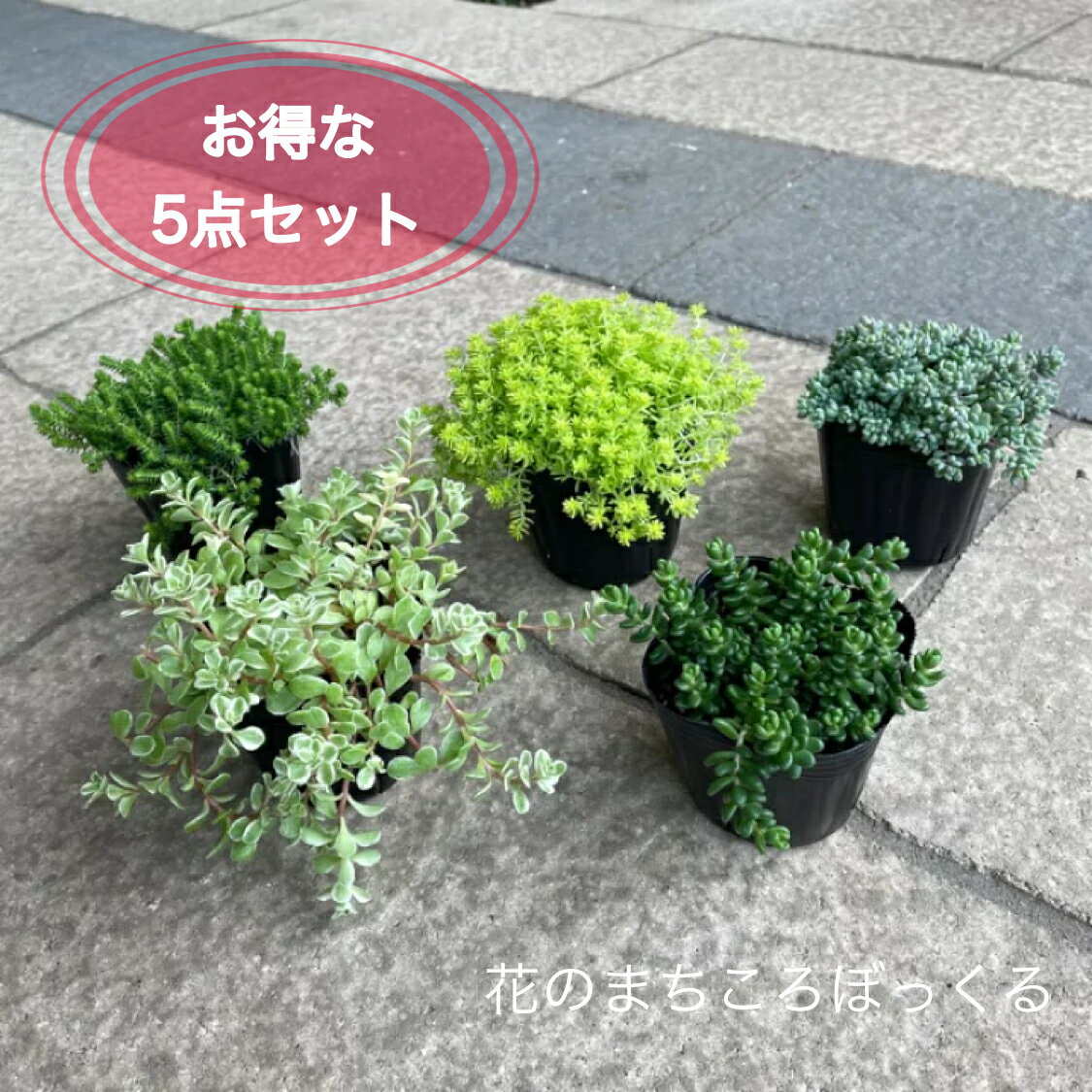 【お得なセダム5点セット】【グランドカバーにもおすすめ】あす楽　多肉植物　ガーデニング 園芸 寄せ植え おうち時間を楽しもう 観葉植物 花苗 おまかせ セット 耐寒性 冬