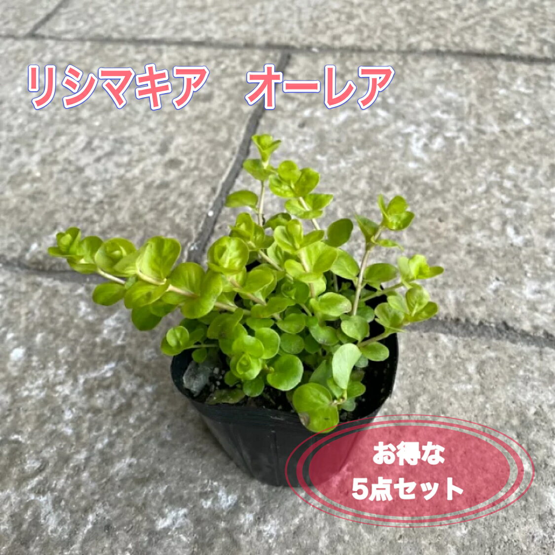 【お得な3点セット】リシマキア オーレア 3号ポット苗 苗 花苗 グランドカバー 寄せ植え ハンキングバスケット 花壇 ツル状 耐寒性 多年草 生育旺盛 彩り ライムグリーン 美しい葉色 リーフ 丈夫 半日陰 日向