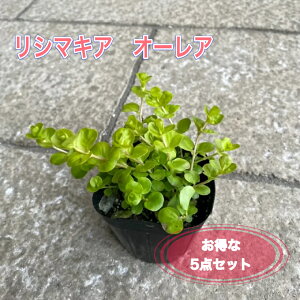 【お得な3点セット】リシマキア オーレア 3号ポット苗 苗 花苗 グランドカバー 寄せ植え ハンキングバスケット 花壇 ツル状 耐寒性 多年草 生育旺盛 彩り ライムグリーン 美しい葉色 リーフ 丈夫 半日陰 日向