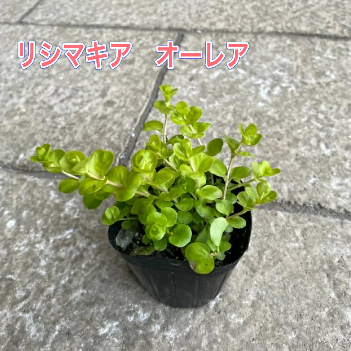 楽天花のまちころぼっくる【1点から注文可能！】リシマキア オーレア】3号ポット苗 苗 花苗 グランドカバー 寄せ植え ハンキングバスケット 花壇 ツル状 耐寒性 多年草 生育旺盛 彩り ライムグリーン 美しい葉色 リーフ 丈夫 半日陰 日向