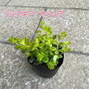 【1点から注文可能！】リシマキア オーレア】3号ポット苗 苗 花苗 グランドカバー 寄せ植え ハンキングバスケット 花壇 ツル状 耐寒性 多年草 生育旺盛 彩り ライムグリーン 美しい葉色 リーフ 丈夫 半日陰 日向