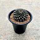 【Gimnocalycium ギムノカリシウム ミハノビッチ 刺無モニスト】2.5号鉢 サボテン 多肉植物 希少 珍奇植物 レア 珍品 珍しい インテリア 観葉植物 グリーン 人気 おうち時間 プレゼント ギフト おしゃれ