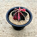 yGimnocalycium MmJVEz2.5 T{e A  A A i  CeA ϗtA O[ lC  v[g Mg 