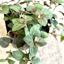 【お得な3点セット!】リシマキア ミッドナイトサン3号ポット苗 苗 花苗 グランドカバー 寄せ植え ハンキングバスケット 花壇 ツル状 半ほふく性 耐寒性 耐暑...