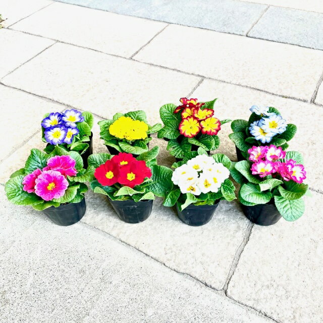 【お得な5点セット】プリムラ ジュリアン 3号ポット苗 花色はおまかせ 苗 花苗 寄せ植え おしゃれ カラフル 明るい色 耐寒性 寒さに強い 花壇 鉢植え 季節の苗のサムネイル