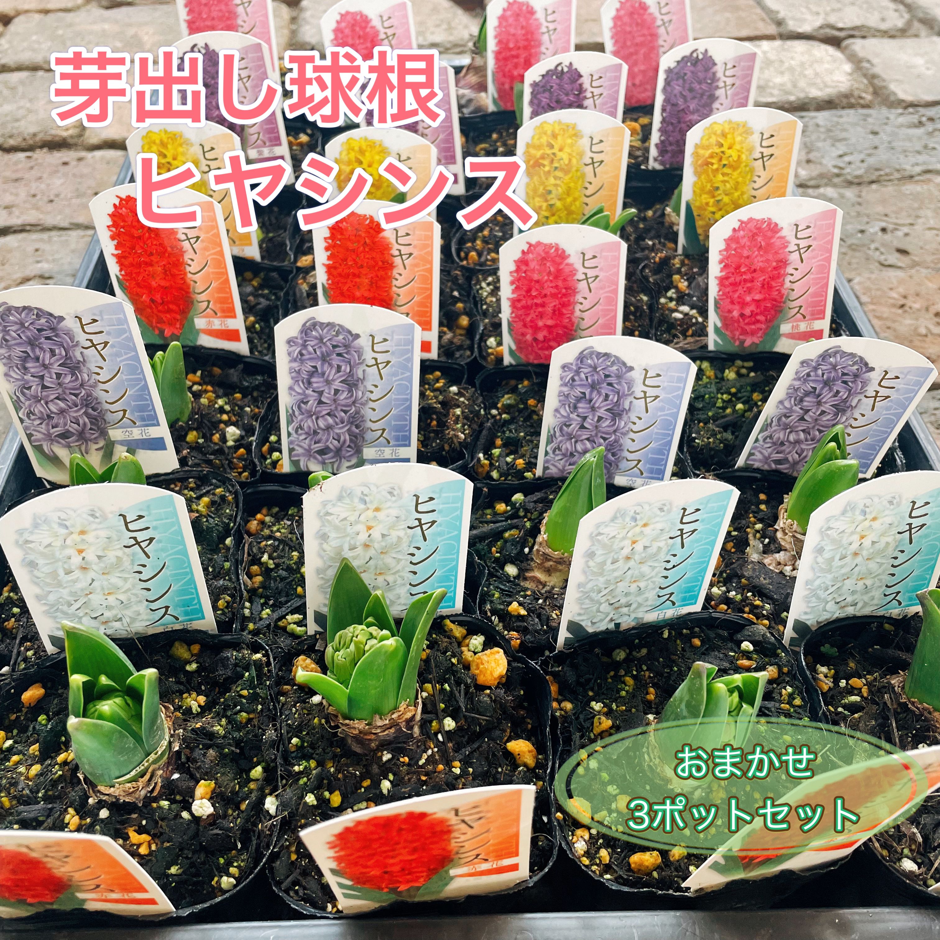 早春の芽出し球根ヒヤシンスのおまかせ3POTセットのサムネイル