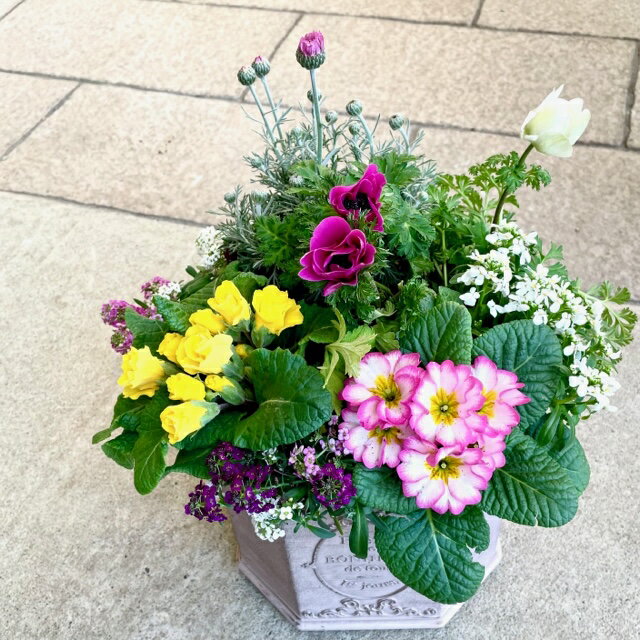 花いっぱいの寄せ植え 季節の寄せ植え こだわりの寄せ植え 鉢植え プランター 苗 花苗 寄せ植え おしゃれ かわいい 華やか プレゼント ギフト ガーデン 新築祝い 開店祝い 季節の花 花の競演 園芸 春 夏 秋 冬 春 耐寒性 玄関 屋外 鉢 送料無料