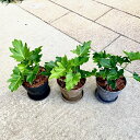 セローム 観葉植物 選べる鉢色 3色 おしゃれな鉢 鉢植え 受皿付きフィロデンドロン セロム 育てやすい バークチップ 卓上用 卓上サイズ 管理方法付き 風水効...