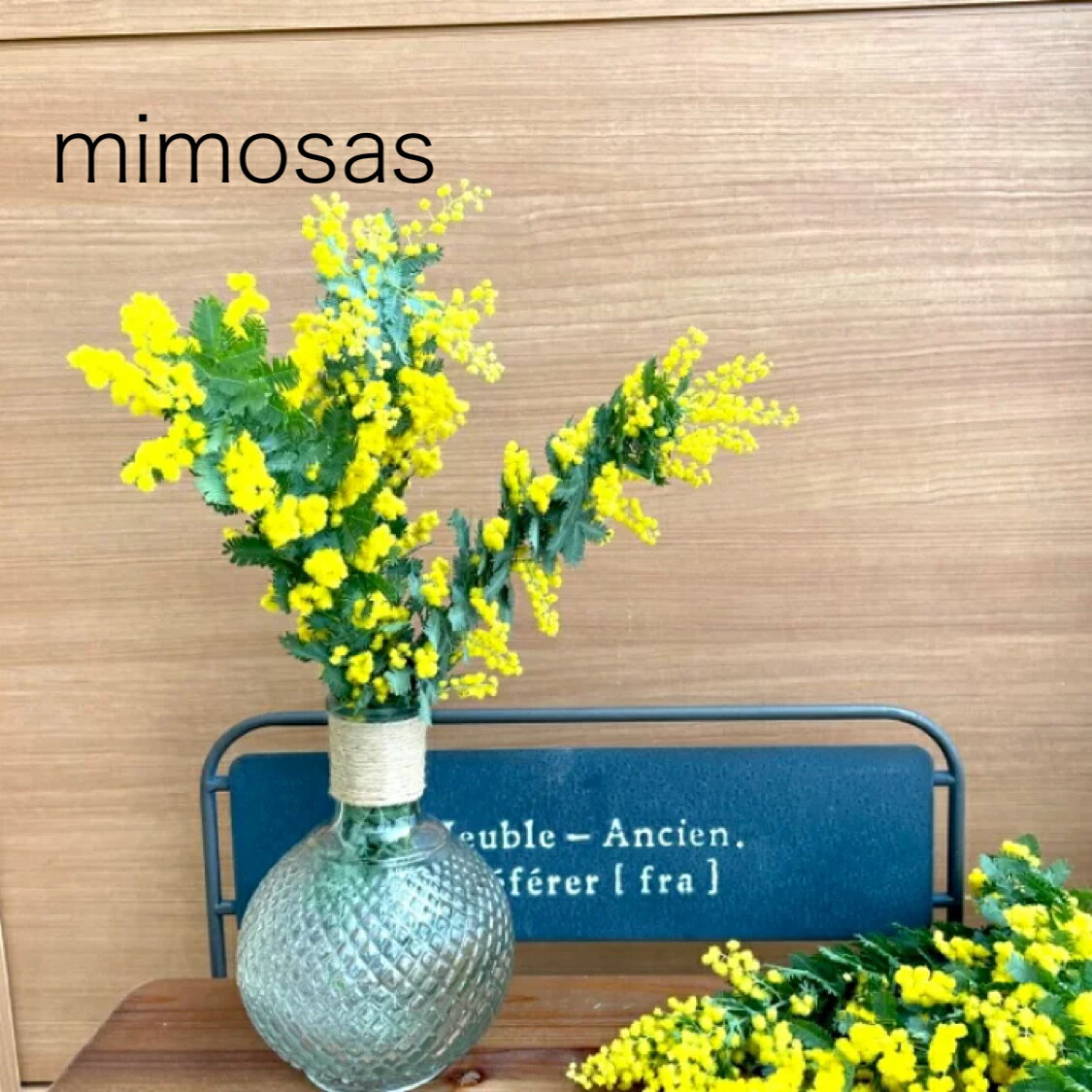 今日のミモザ開花中 | ちいさいおうちのちいさい庭 アジアン 今日のミモザ開花中 | ちいさいおうちのちいさい庭 アジアン