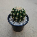 【エキノカクタス 短刺金鯱】3号鉢 サボテン 多肉植物 希少 珍奇植物 レア 珍品 珍しい インテリア 観葉植物 グリーン 人気 おうち時間 プレゼント ギフト...