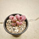 【リトープス 紅大内玉】3号鉢 サボテン 多肉植物 希少 珍奇植物 レア 珍品 珍しい インテリア 観葉植物 グリーン 人気 おうち時間 プレゼント ギフト おしゃれ