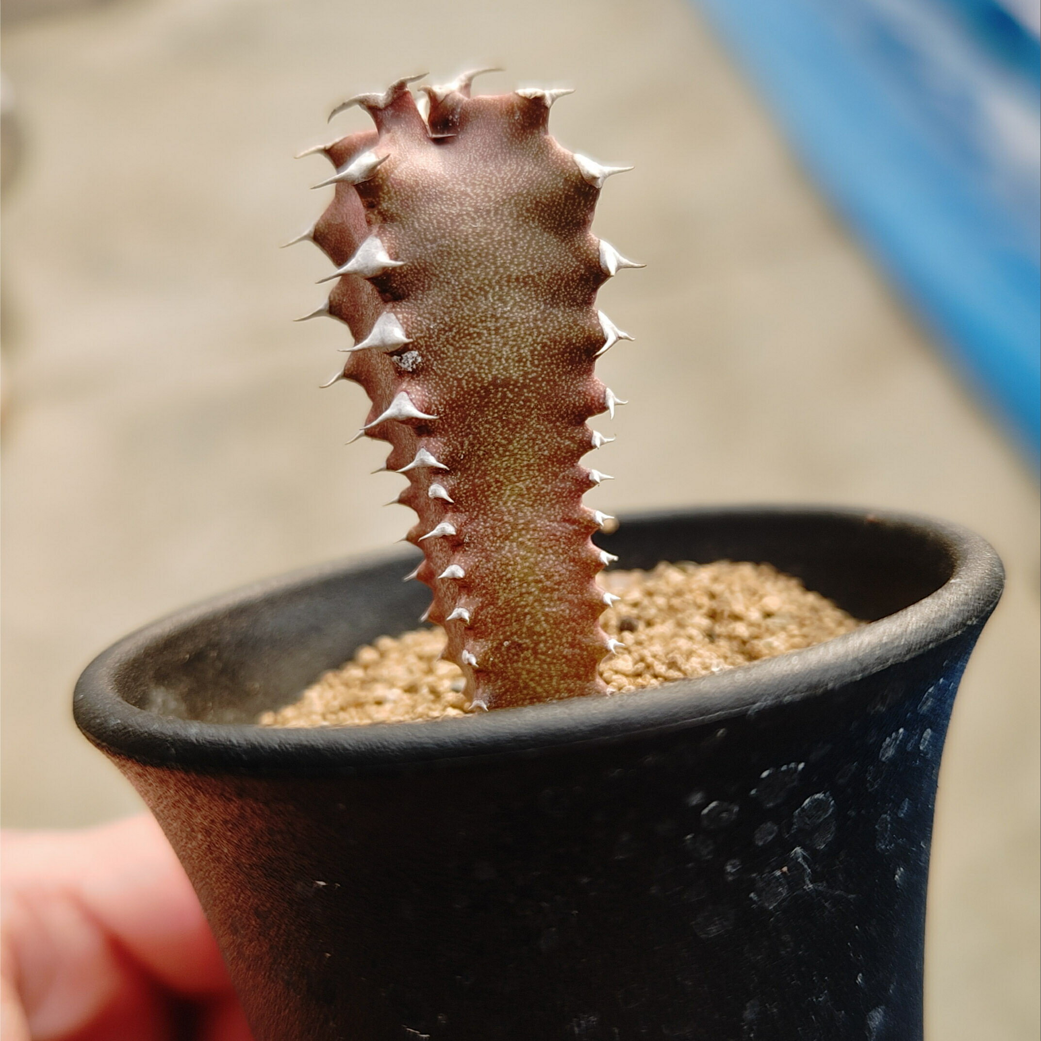 管理方法付き3号鉢サボテン多肉植物...