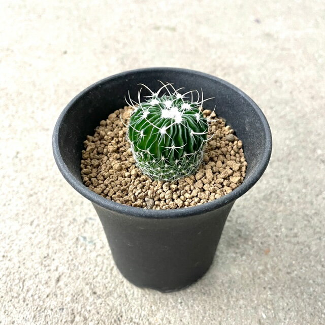 【Echinofossulocactus エキノフォスロカクタス 千波万波】管理方法付き3号鉢 サボテン 多肉植物 希少 珍奇植物 レア 珍品 珍しい インテリア 観葉植物 グリーン 人気 おうち時間 プレゼント ギフト おしゃれ 新生活 お祝い 贈り物