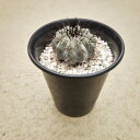 【コピアポア 黒王丸】管理方法付き3号鉢 サボテン 多肉植物 希少 珍奇植物 レア 珍品 珍しい インテリア 観葉植物 グリーン 人気 おうち時間 プレゼント ...