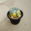 【ロフォフォラ 銀冠玉錦】管理方法付き4号鉢 サボテン 多肉植物 希少 珍奇植物 レア 珍品 珍しい インテリア 観葉植物 グリーン 人気 おうち時間 プレゼン...