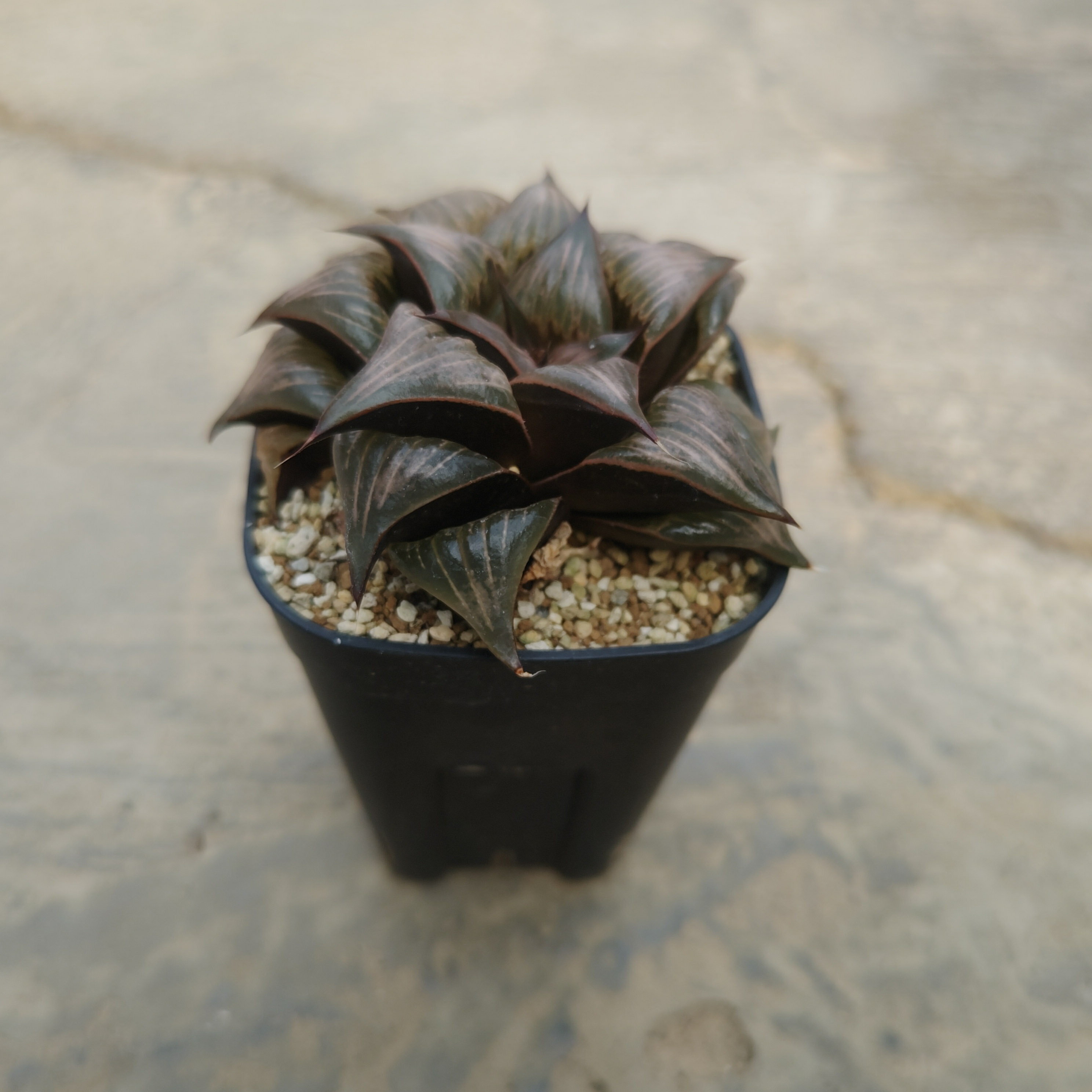【ハオルチア 特選バディア ピンキー】管理方法付き3.5号鉢 サボテン 多肉植物 希少 珍奇植物 レア 珍品 珍しい インテリア 観葉植物 グリーン 人気 おうち時間 プレゼント ギフト おしゃれ 新生活 引っ越し 新築祝のサムネイル