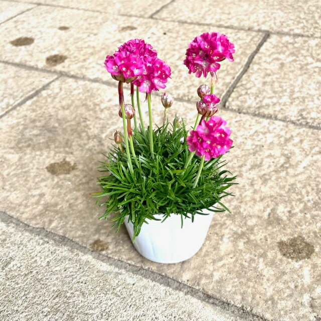 【1点から注文可能！】アルメリア ピンク 3号ポット苗 苗 花苗 寄せ植え おしゃれ 明るい色 耐寒性 寒さに強い 花壇 鉢植え 季節の苗 春 丸い花 かわいい花