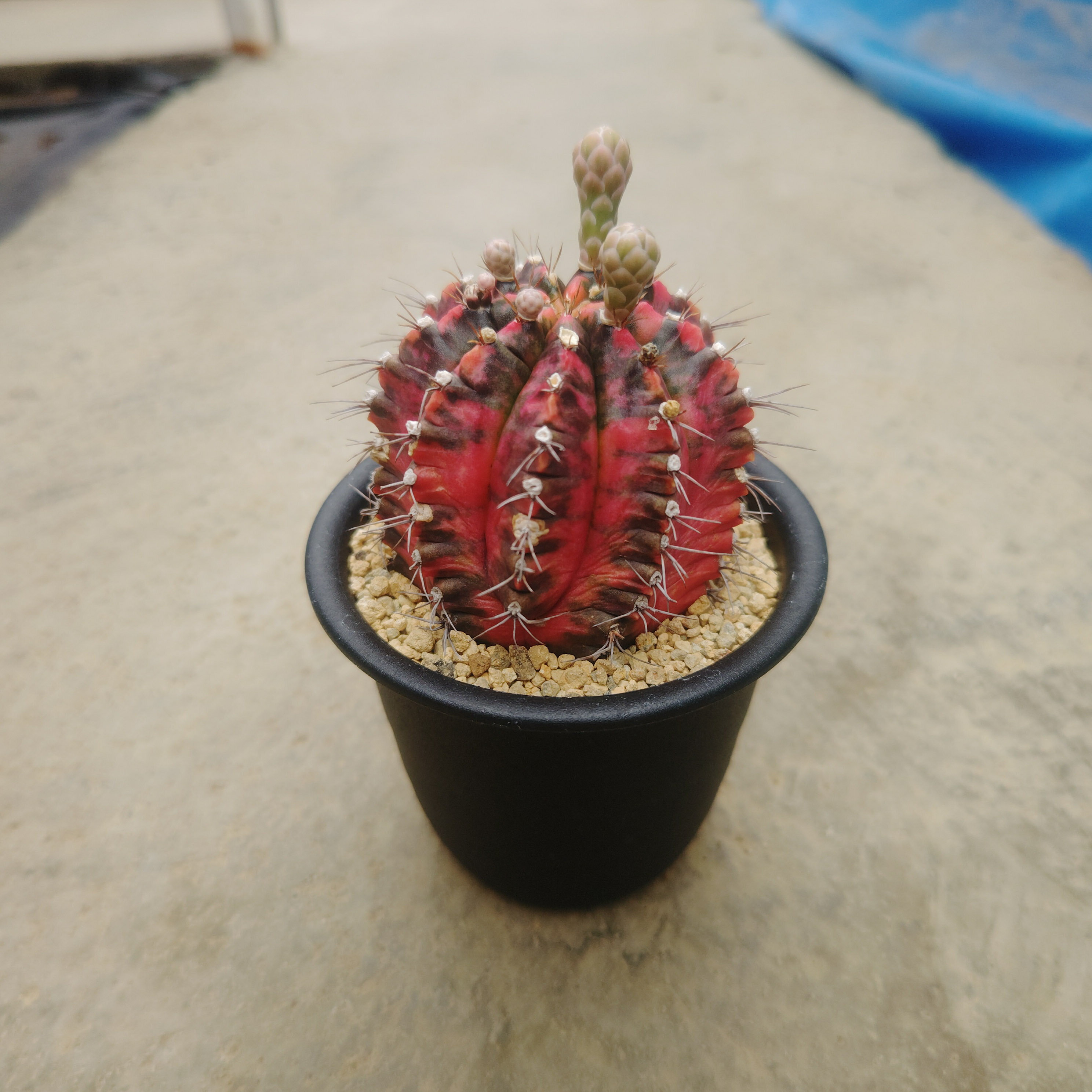 楽天市場】ギムノカリキウム（種類（植物）サボテン）の通販