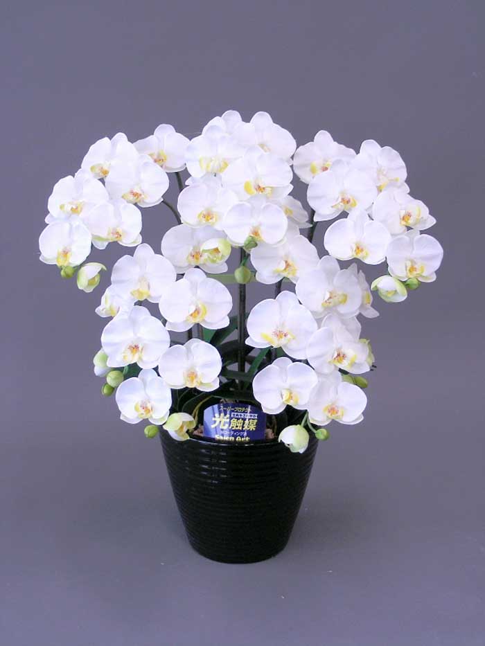【本物のような造花】☆胡蝶蘭加工光触媒M5本立ち☆抗菌作用・消臭効果がある光触媒の造花でお部屋の空気