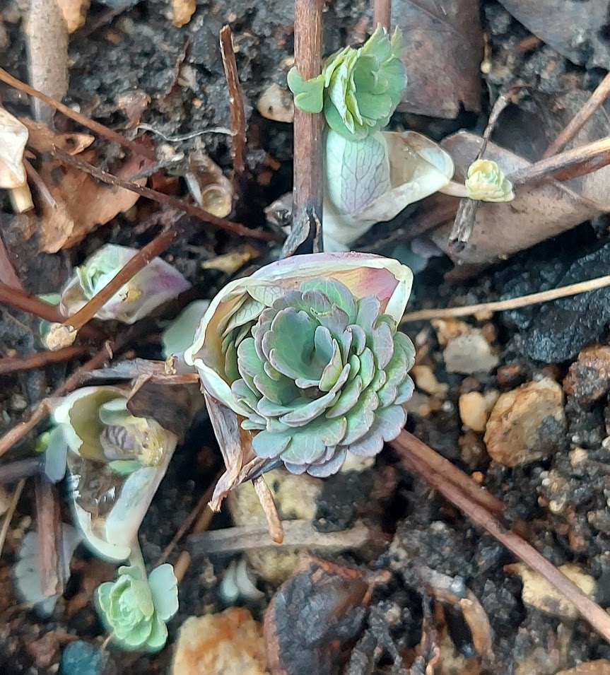 送料無料　オダマキ　青薄紫　※冬越しした苗　〜2本＋予備苗1本〜のサムネイル