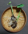 送料無料 発芽済み里芋 種芋5個セット 赤芽or白芽無選別 おまかせミックス｜植え付け簡単 家庭菜園
