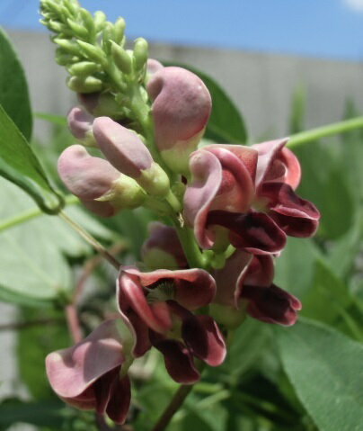 アピオス苗　5本　〜およそ5センチ前後の種芋からの苗です！〜のサムネイル