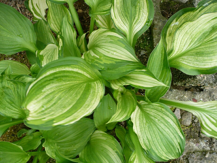 送料無料　ギボウシ　斑入り　株分け　※クリックポストで 送れる小さめサイズ　5株 　※日差しの状態によって、斑入り状態は変わります。のサムネイル