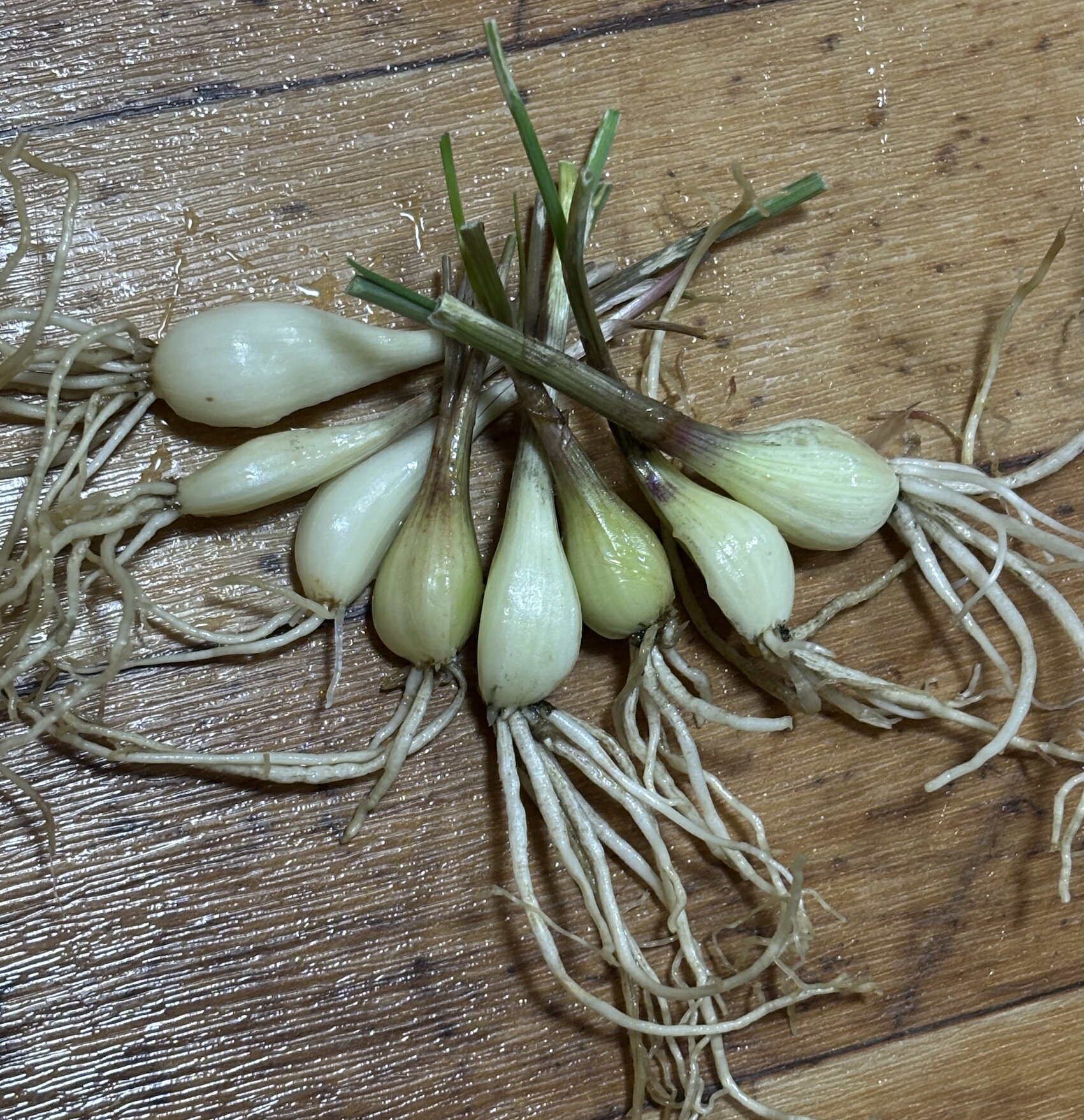 ����̵�������դ���å��祦�ġʤ�ä��礦��10��+ͽ����2�ܡ��������åȤˤ⡡�ְ���������������ڤ��ࡡ̵������̵��������ڱ�