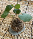 送料無料|手作りツワブキ苔玉(直径8〜10cm/高さ15cm)|国産素材・ご家庭用