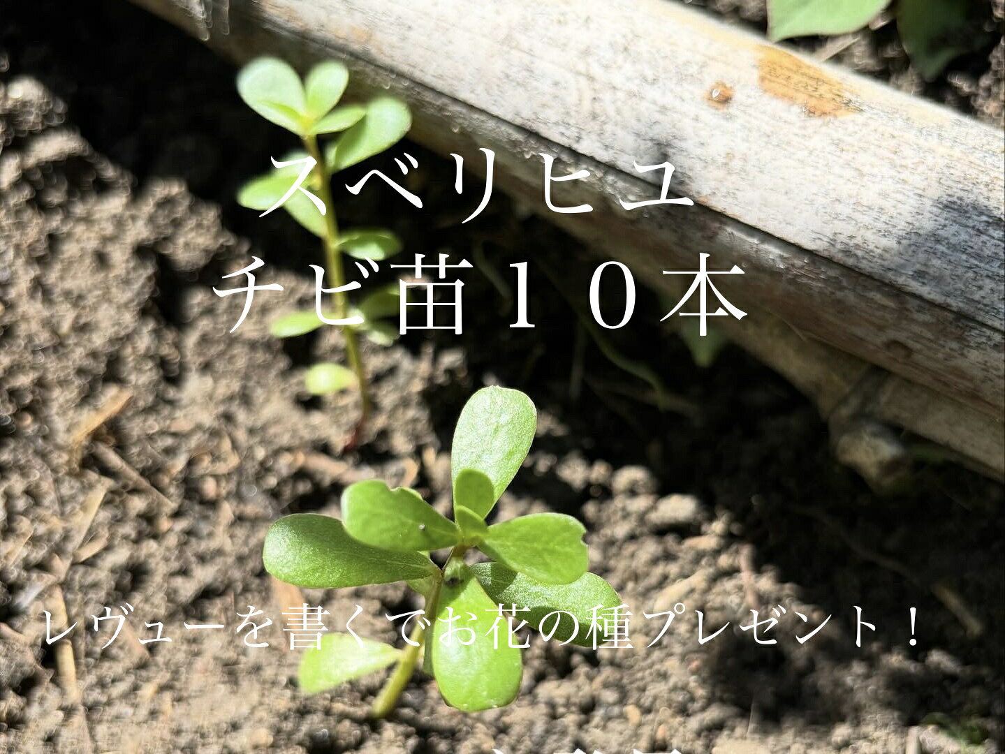 楽天市場】スベリヒユの通販