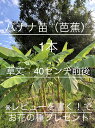 【送料無料】神戸産 芭蕉 約30〜40cm 前後 無農薬 小株苗 *苗の大きさは採取時によって変わります
