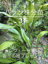 送料無料★ハラン 株分苗 3株 ゆうパケット/こねこ便対