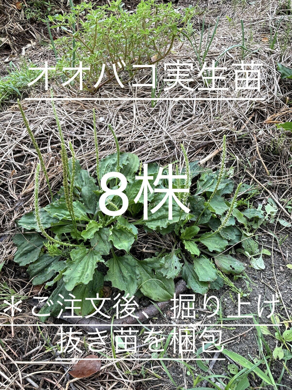 【商品概要】 当店敷地内で自然に育ったオオバコ実生苗8株を、状態そのままにお届け！虫食い・葉キズなど“野性の証”が魅力。送料は無料。庭やプランター、自然農にどうぞ。＊苗の大きさは採取時期により変わります。 【オオバコの魅力と活用法】 万能薬草：咳や痰、むくみ、便秘などに古来活用。炎症抑制、利尿、整腸作用もあるとされます。 食草としても使える：若葉は和え物、天ぷら、スムージーにも最適。 雑草にも負けない逞しさ：耐寒・乾燥性が高く、日向〜半日陰まで強健に育ちます 。 【育て方も簡単！】 水やり少なめでOK：自然降雨中心で育ち、乾燥時だけ軽く水を。 土質適応力抜群：普通土・粘土問わず。重粘土なら砂や堆肥で通気性アップ。 肥料いらず：基本無肥料で育つので手間もコストも省けます。 【 土づくりにうれしい効果】 緑肥として活用OK：刈り取った茎葉を土に混ぜれば、有機質と排水性が向上。 自然な株間管理：密集したら間引きで風通し良く、株を元気にします。 【 栽培のステップと収穫タイミング】 植え付け：根ごと軽く湿らせ、庭や鉢に間隔をあけて植栽。 間引き：風通し確保のため生育に応じて調整。 収穫：春〜初夏が若葉のベストシーズン。ハサミで摘み、水洗いして調理・乾燥保存へ。 保存：陰干しまたは低温オーブン乾燥→密閉容器で冷暗所保存。 【おすすめの方】 漢方薬草や自然農に興味のある方 自給自足や暮らしに薬草を取り入れたい方 庭先・ベランダで手軽に育てたい初心者～玄人まで 自然の強さを実感するなら、まずはオオバコ8株！ 庭にも暮らしにも、野草の恵みをお届けします。発送方法：ゆうパケット又はレターパック、こねこ便（送料無料）　 発送時状態：根付近の土を少しつけ、保湿し梱包。ポット苗ではありません。 日時指定：不可　代金引換：不可　