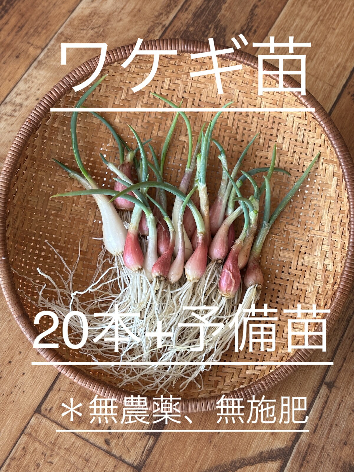 送料無料　ワケギ苗　細ネギ　小粒球根からの株分け苗　20本＋予備　兵庫県産　　自家栽培、自家採取
